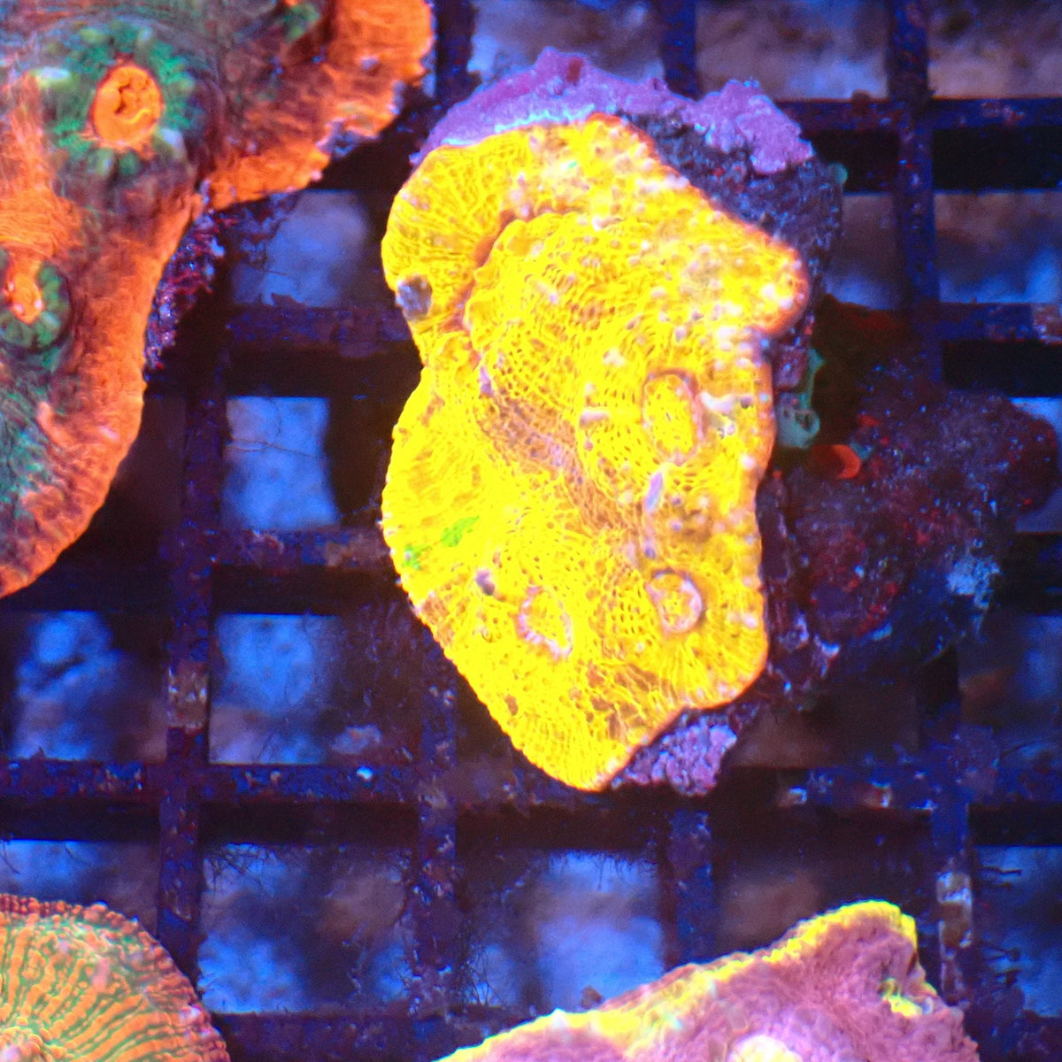 Chalice Coral AA031 | Echinophyllia aspera at Red Sea 20k →