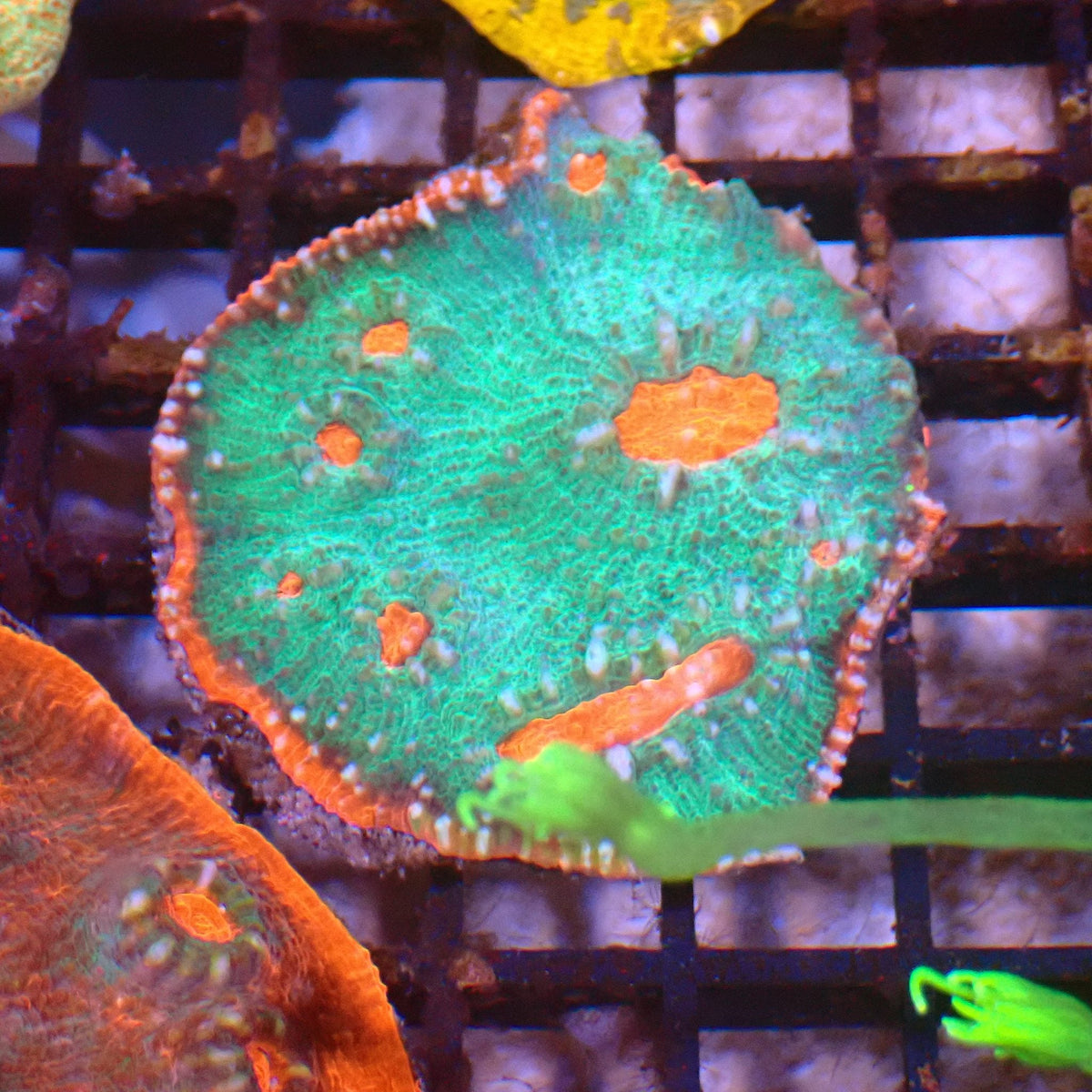 Chalice Coral AA032 | Echinophyllia aspera — Red Sea 15K