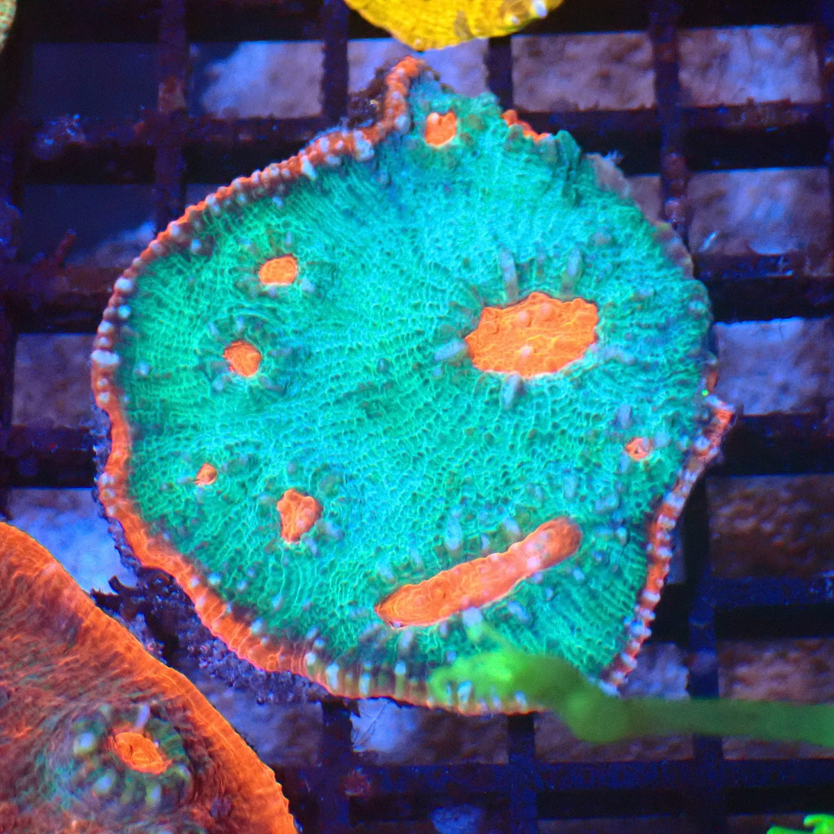 Chalice Coral AA032 | Echinophyllia aspera — Red Sea 20K LED