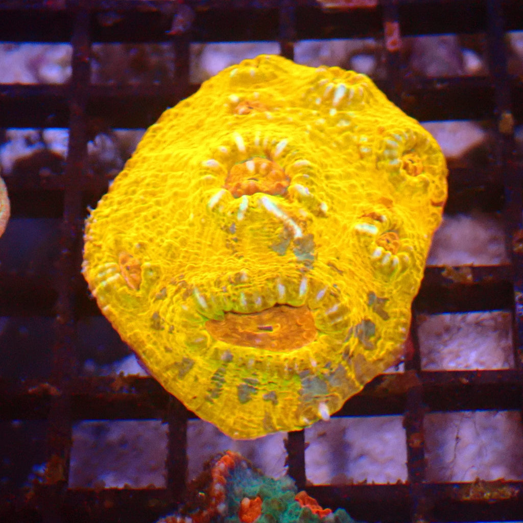 Chalice Coral AA033 | Echinophyllia aspera — Red Sea 15K