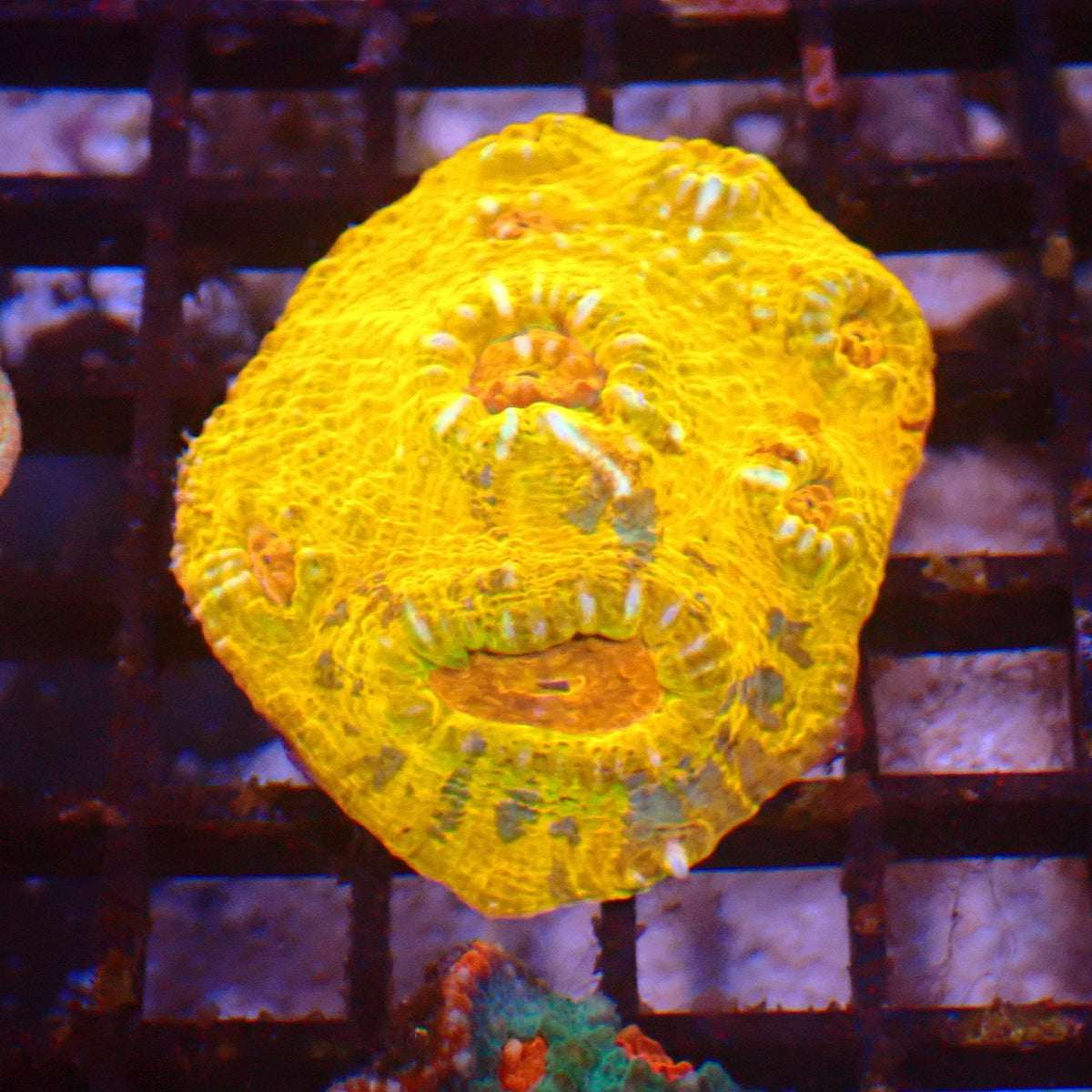 Chalice Coral AA033 | Echinophyllia aspera — Red Sea 15K