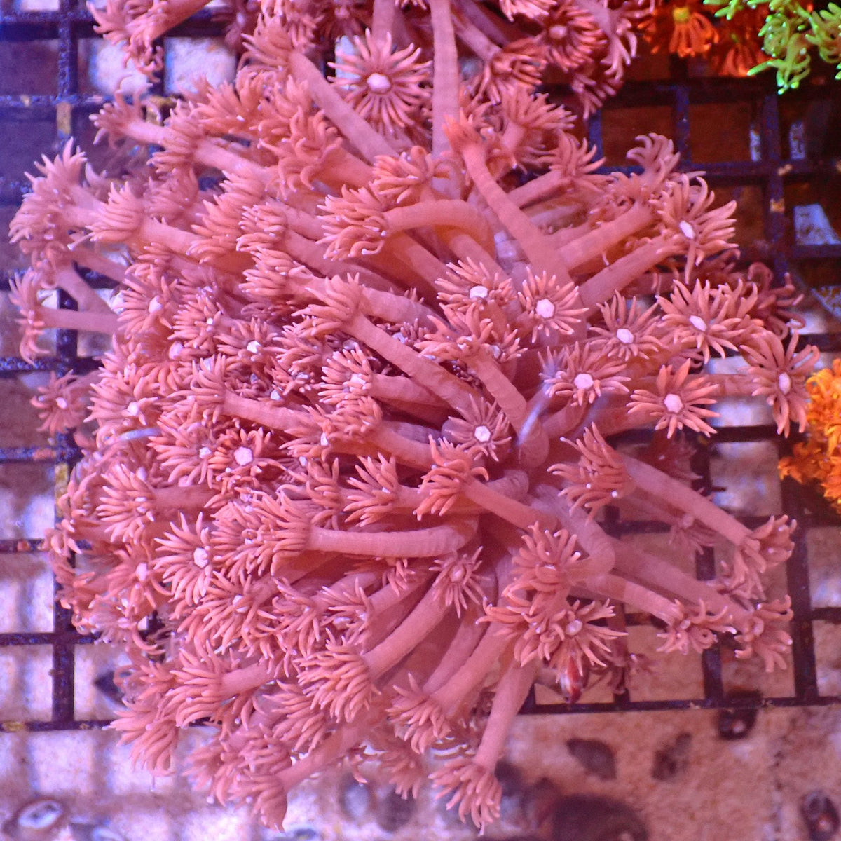 Goniopora AA001 | Goniopora sp. at ← Red Sea 15k