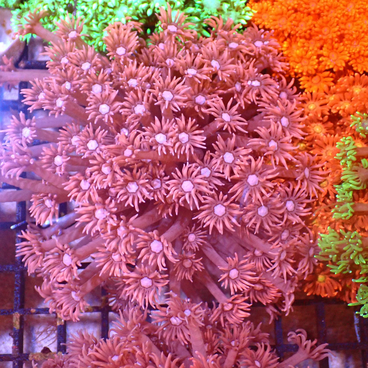 Goniopora AA002 | Goniopora sp. at ← Red Sea 15k