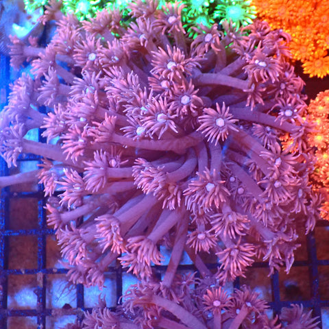 Goniopora AA002 | Goniopora sp. — Red Sea 20K LED