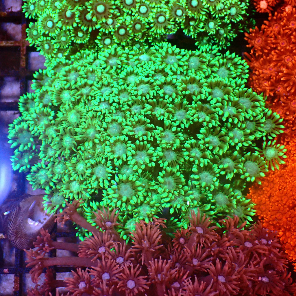 Goniopora AA003 | Goniopora sp. — Red Sea 15K