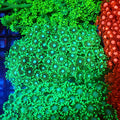Goniopora AA004 | Goniopora sp. — Red Sea 20K LED