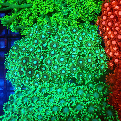 Goniopora AA004 | Goniopora sp. — Red Sea 20K LED