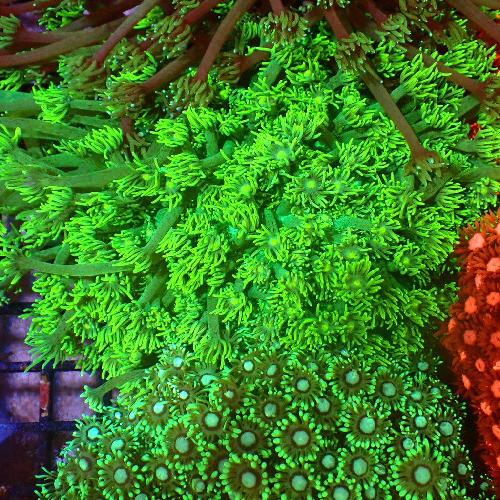 Goniopora AA005 | Goniopora sp. — Red Sea 15K