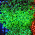 Goniopora AA005 | Goniopora sp. — Red Sea 20K LED