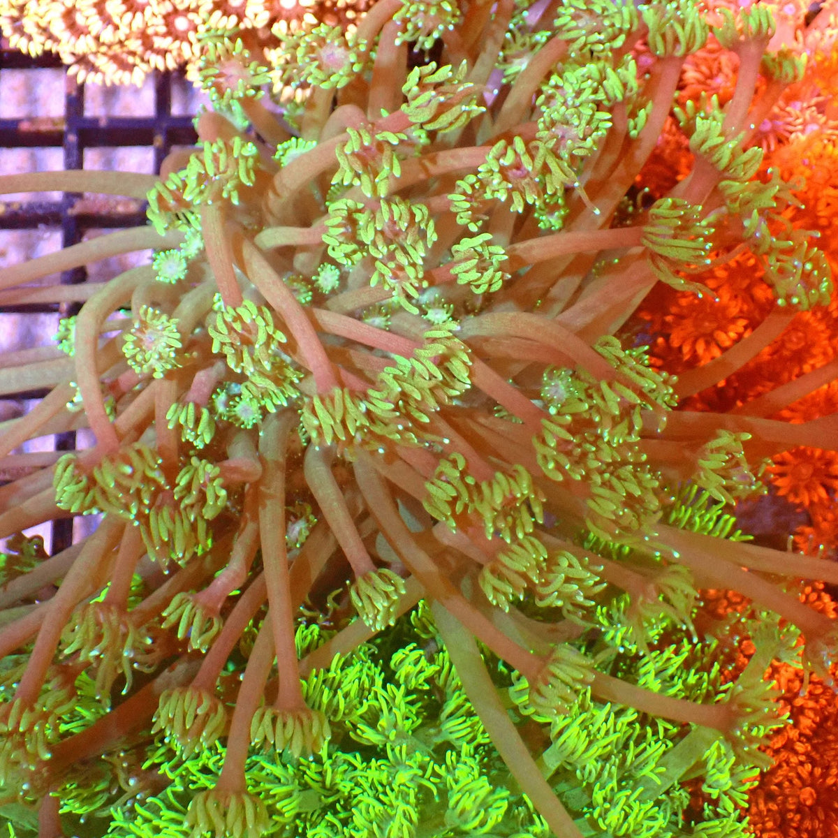 Goniopora AA006 | Goniopora sp. at ← Red Sea 15k