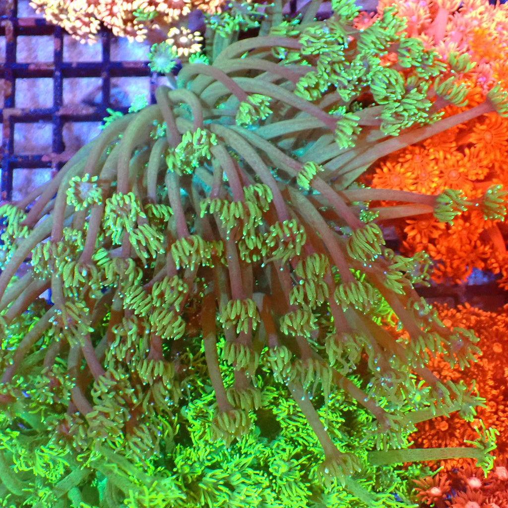 Goniopora AA006 | Goniopora sp. — Red Sea 20K LED