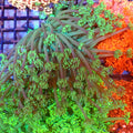 Goniopora AA006 | Goniopora sp. — Red Sea 20K LED