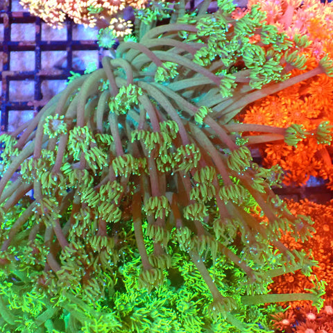 Goniopora AA006 | Goniopora sp. — Red Sea 20K LED