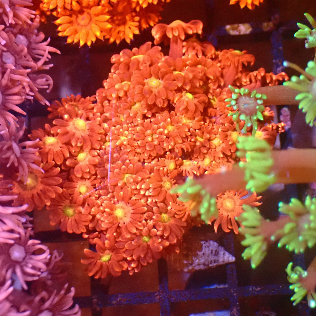 Goniopora AA007 | Goniopora sp. — Red Sea 15K