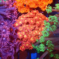 Goniopora AA007 | Goniopora sp. — Red Sea 20K LED