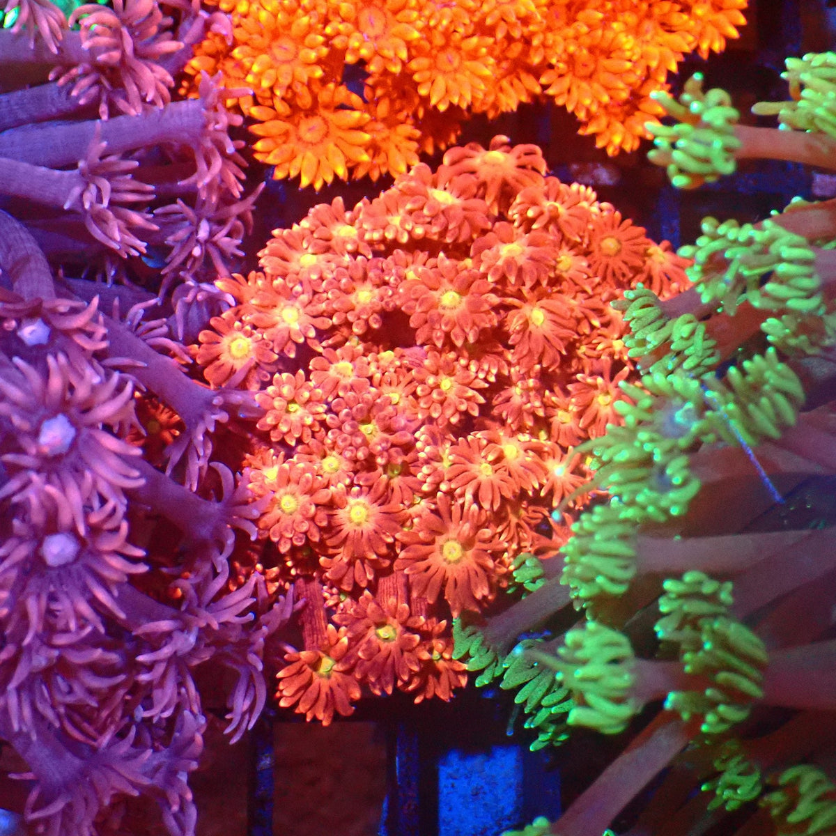 Goniopora AA007 | Goniopora sp. at Red Sea 20k →