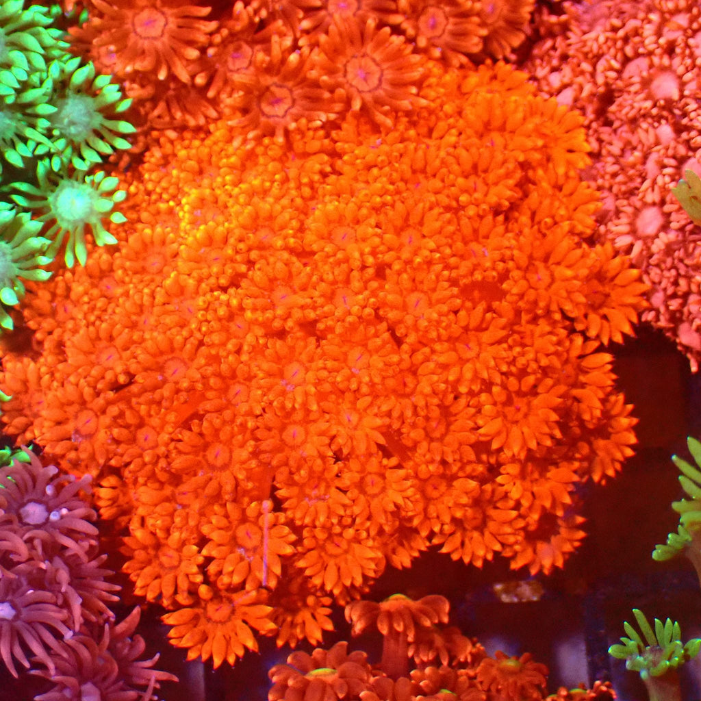 Goniopora AA008 | Goniopora sp. — Red Sea 15K