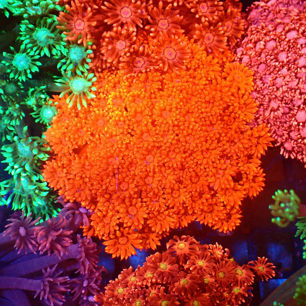 Goniopora AA008 | Goniopora sp. — Red Sea 20K LED