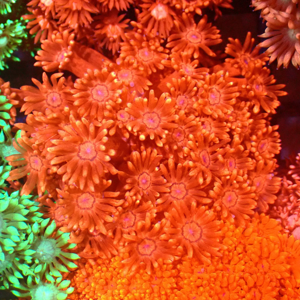 Goniopora AA009 | Goniopora sp. — Red Sea 15K