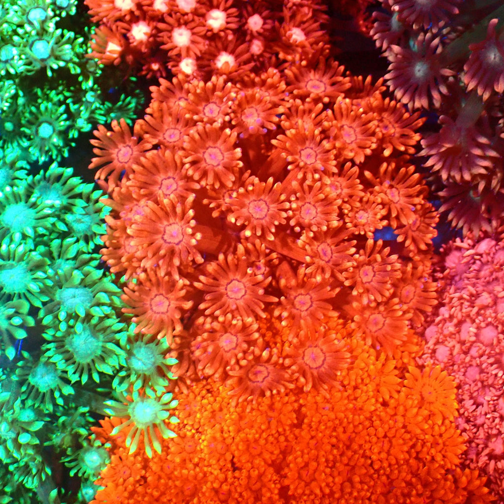 Goniopora AA009 | Goniopora sp. — Red Sea 20K LED