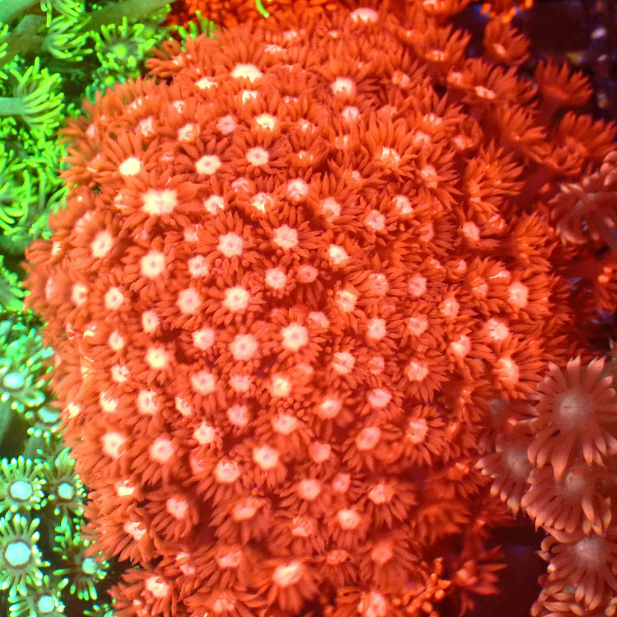 Goniopora AA010 | Goniopora sp. at ← Red Sea 15k