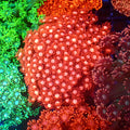 Goniopora AA010 | Goniopora sp. — Red Sea 20K LED
