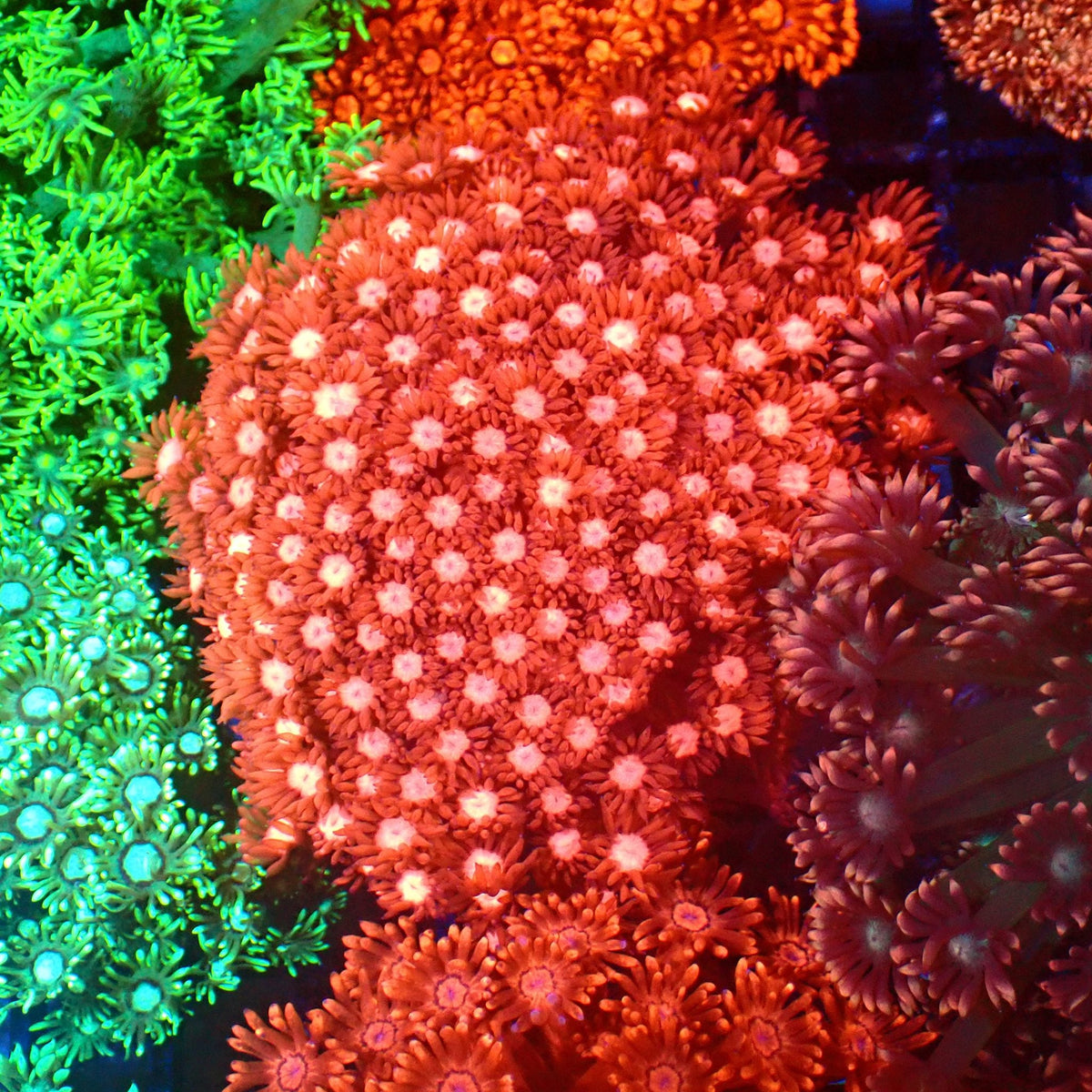 Goniopora AA010 | Goniopora sp. at Red Sea 20k →