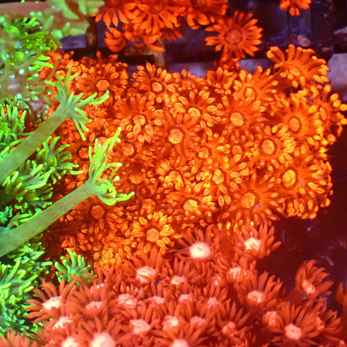 Goniopora AA011 | Goniopora sp. — Red Sea 15K