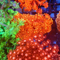 Goniopora AA011 | Goniopora sp. — Red Sea 20K LED