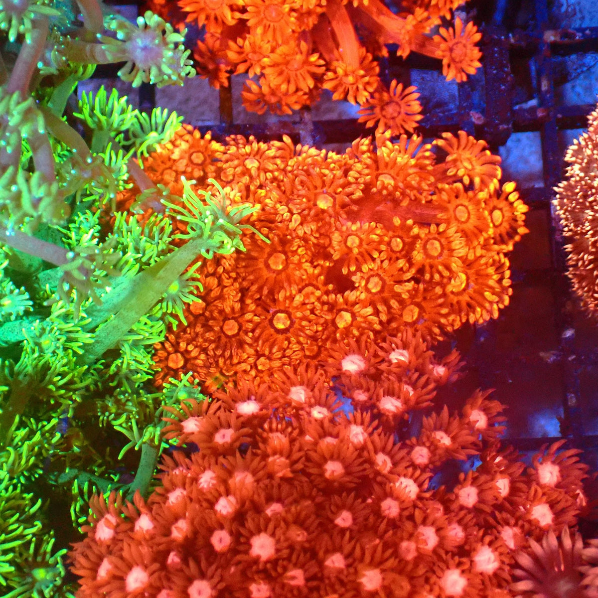 Goniopora AA011 | Goniopora sp. — Red Sea 20K LED