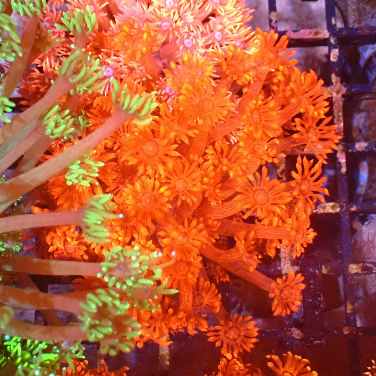 Goniopora AA012 | Goniopora sp. at ← Red Sea 15k
