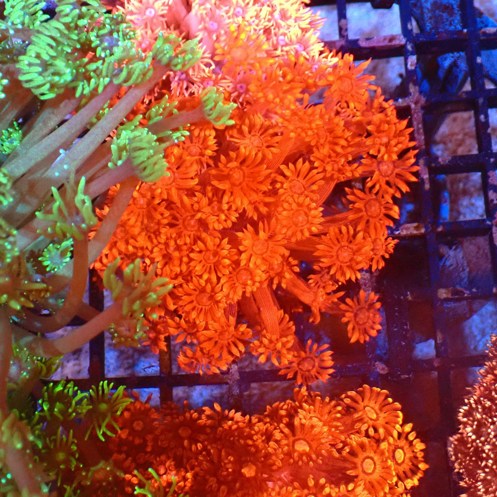 Goniopora AA012 | Goniopora sp. — Red Sea 20K LED