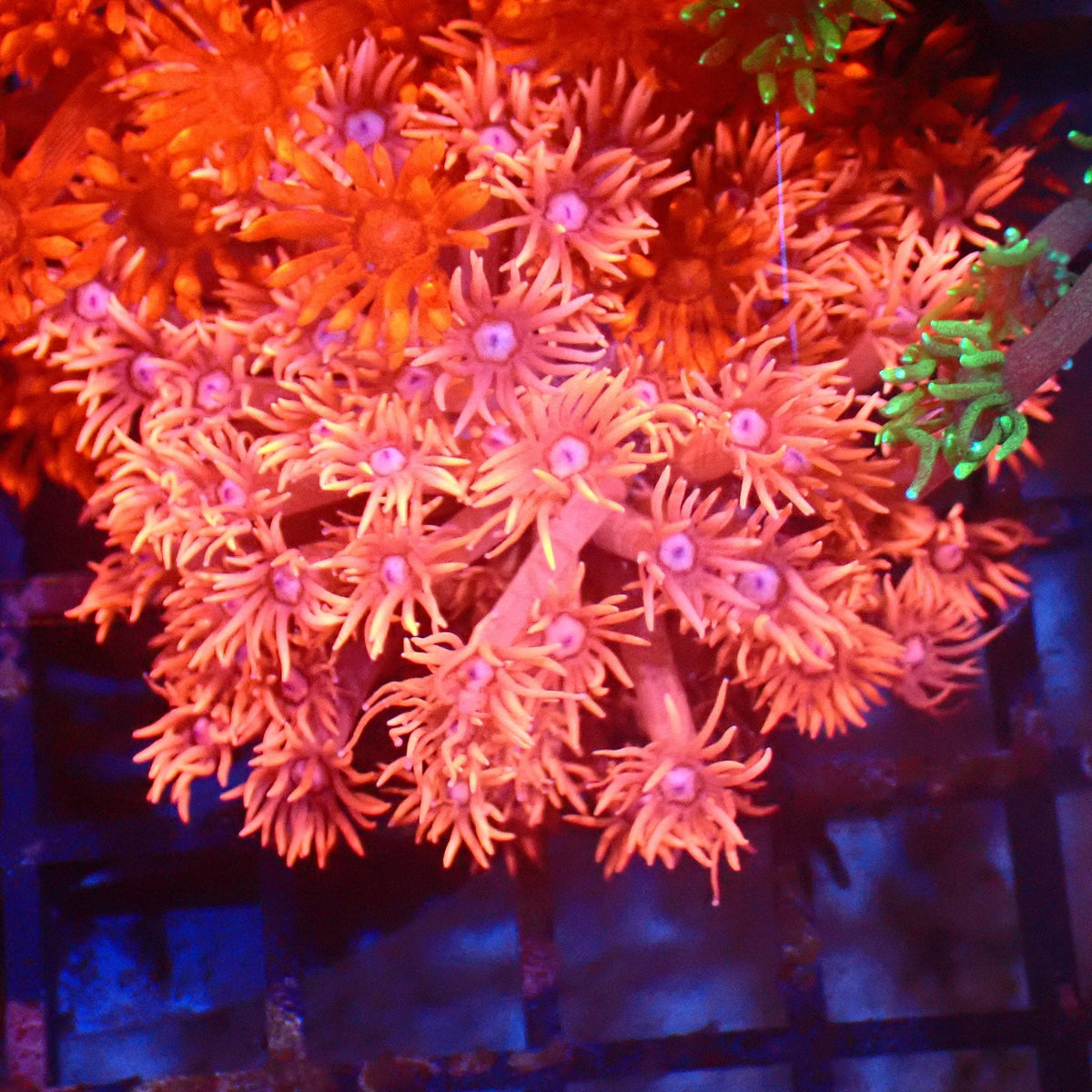 Goniopora AA013 | Goniopora sp. – Red Sea 20K LED