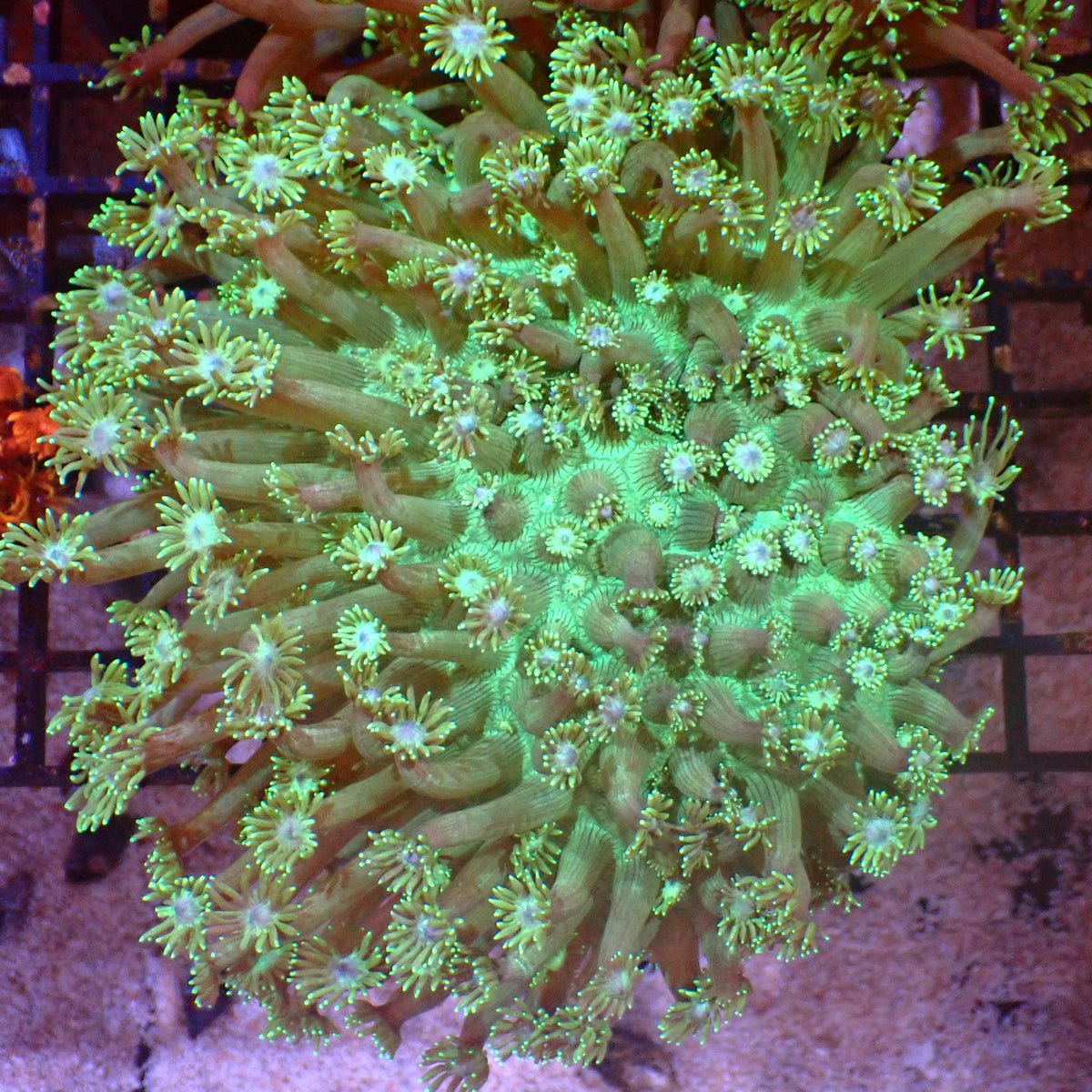 Goniopora AA014 | Goniopora sp. at ← Red Sea 15k