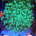 Goniopora AA014 | Goniopora sp. — Red Sea 20K LED