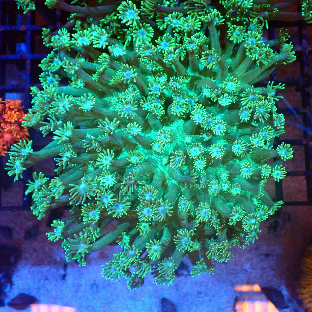 Goniopora AA014 | Goniopora sp. at Red Sea 20k →