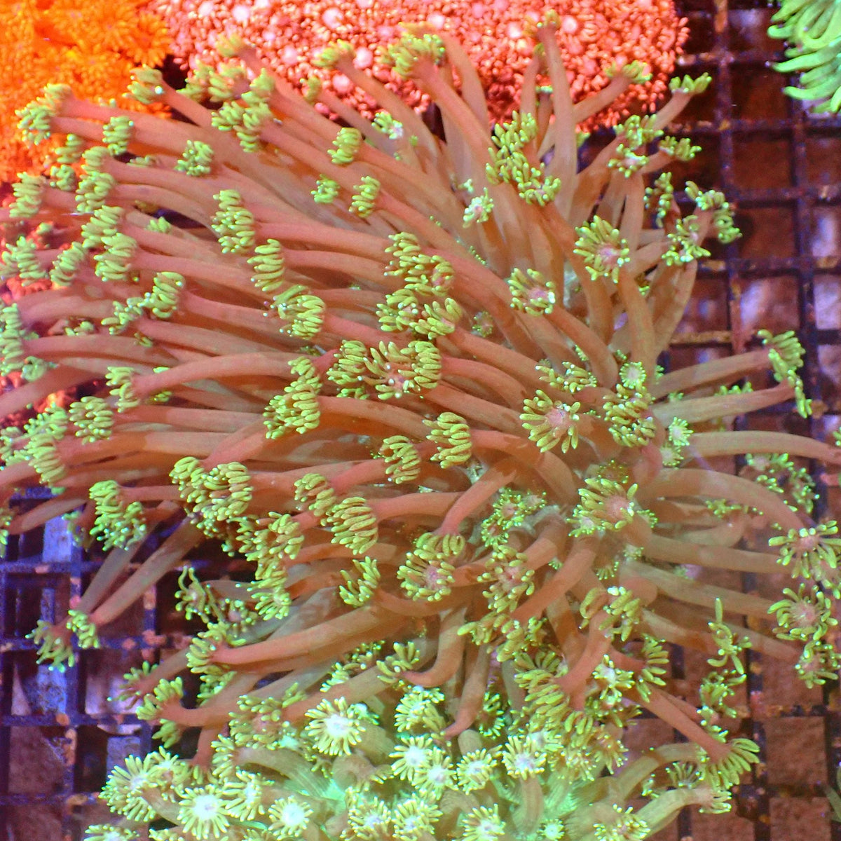Goniopora AA015 | Goniopora sp. at ← Red Sea 15k