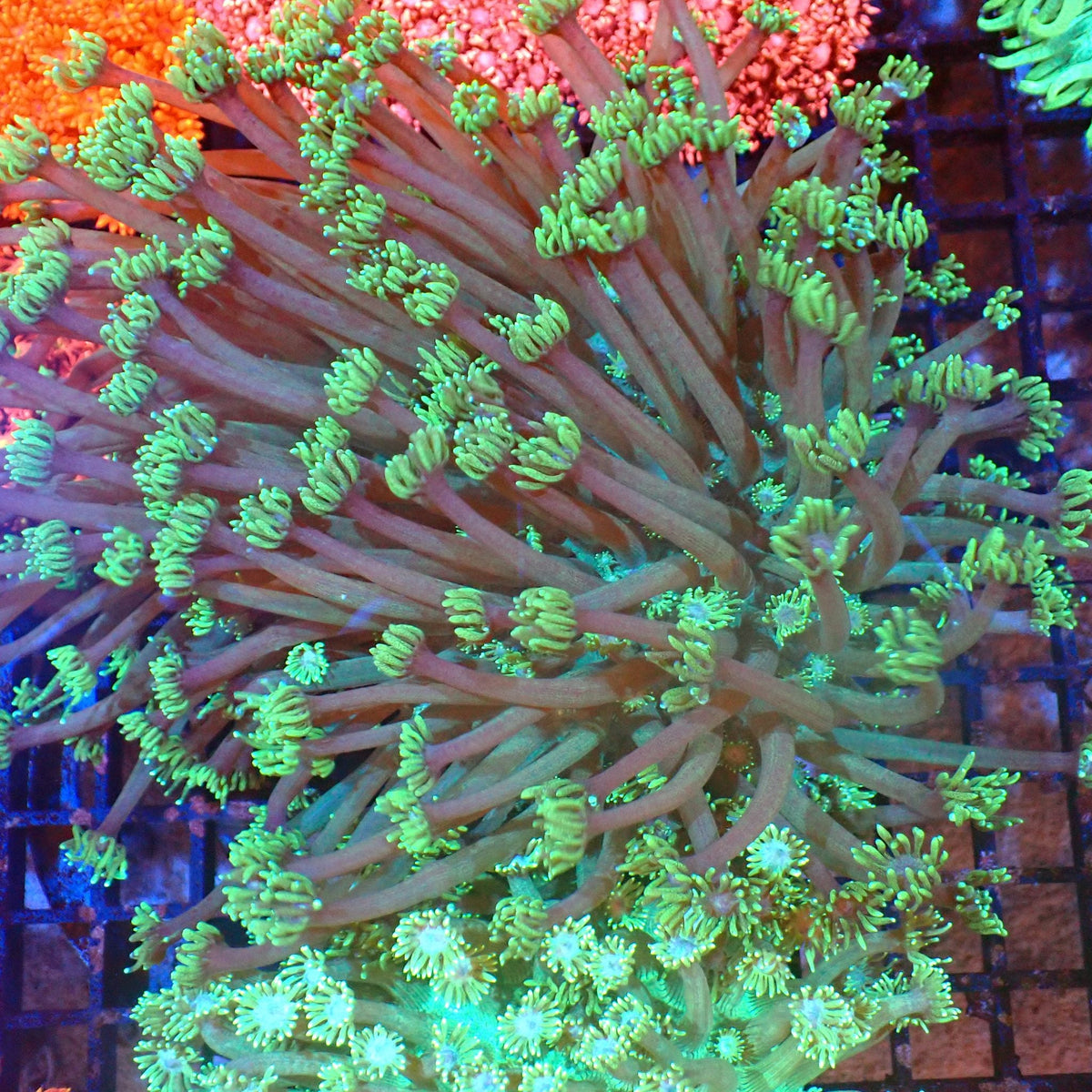 Goniopora AA015 | Goniopora sp. at Red Sea 20k →