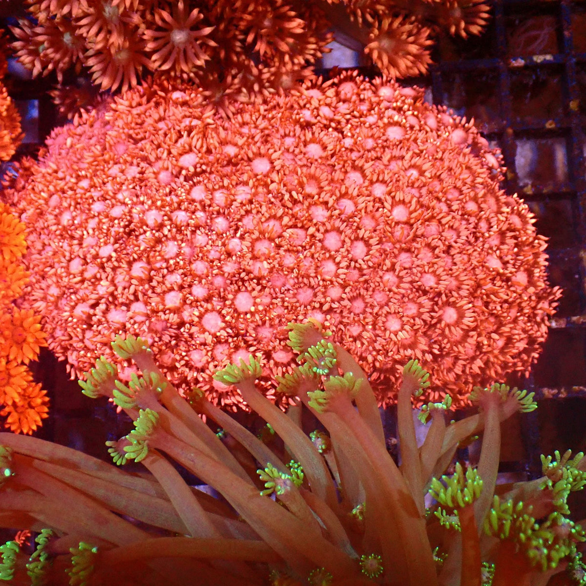 Goniopora AA016 | Goniopora sp. — Red Sea 15K