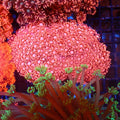 Goniopora AA016 | Goniopora sp. — Red Sea 20K LED