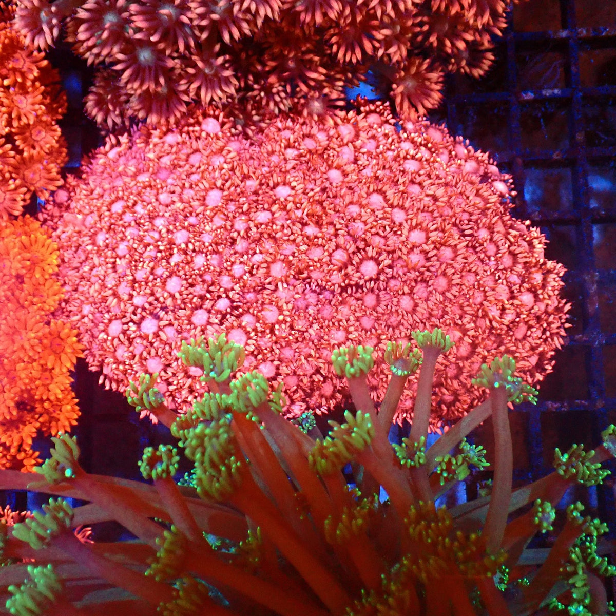 Goniopora AA016 | Goniopora sp. — Red Sea 20K LED