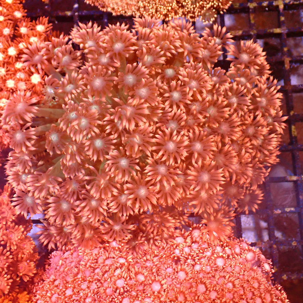 Goniopora AA017 | Goniopora sp. — Red Sea 15K