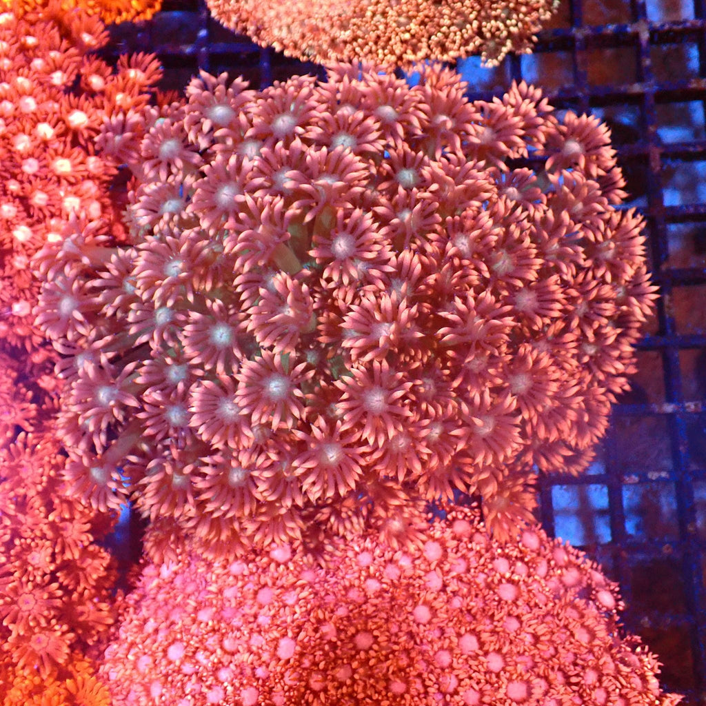 Goniopora AA017 | Goniopora sp. — Red Sea 20K LED
