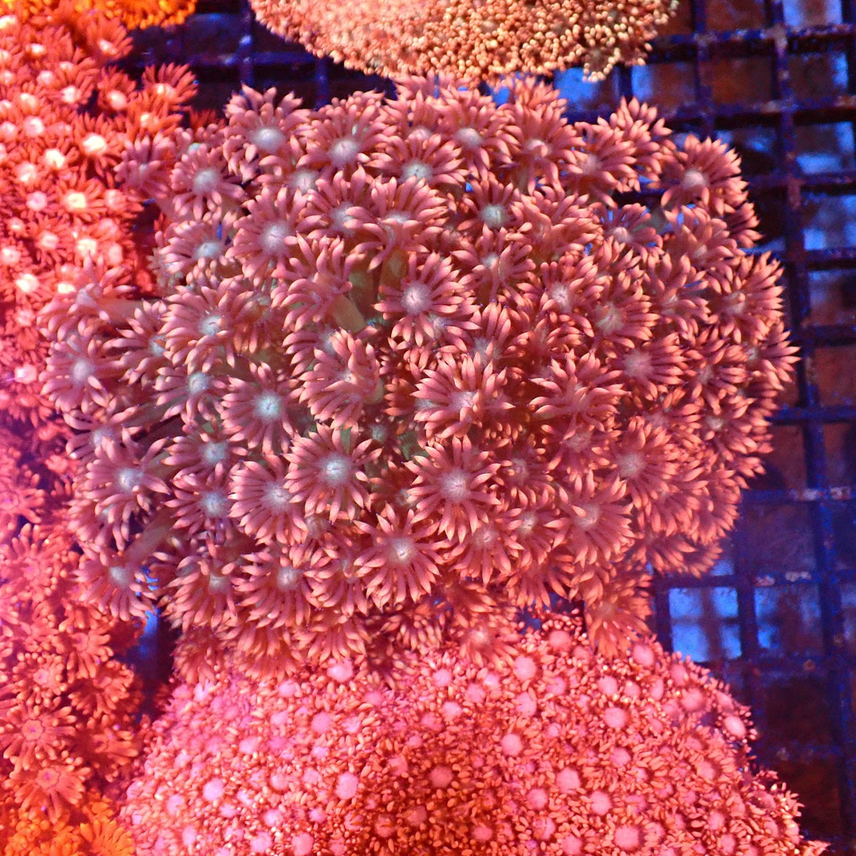 Goniopora AA017 | Goniopora sp. — Red Sea 20K LED
