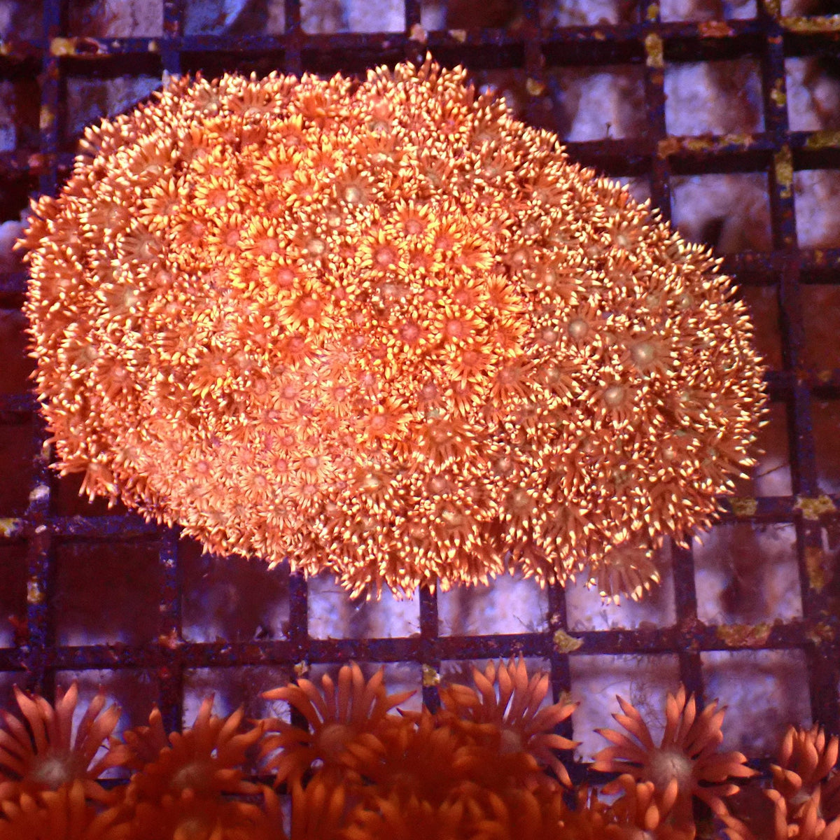 Goniopora AA018 | Goniopora sp. at ← Red Sea 15k