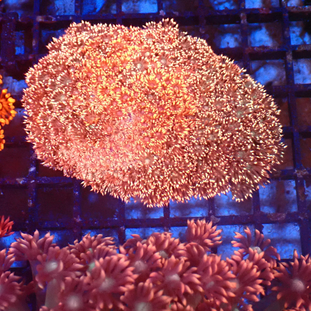 Goniopora AA018 | Goniopora sp. — Red Sea 20K LED