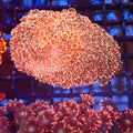 Goniopora AA018 | Goniopora sp. — Red Sea 20K LED