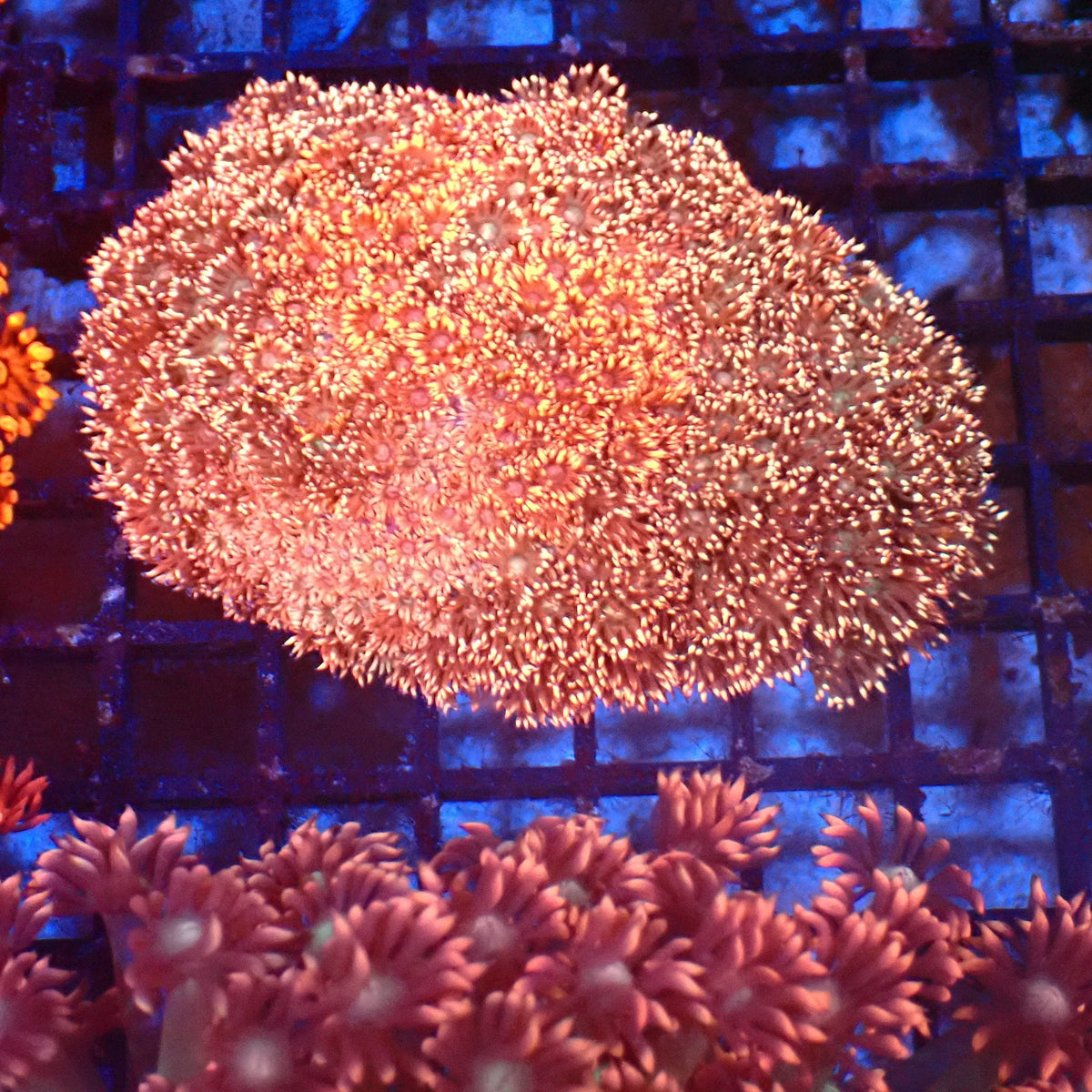Goniopora AA018 | Goniopora sp. at Red Sea 20k →