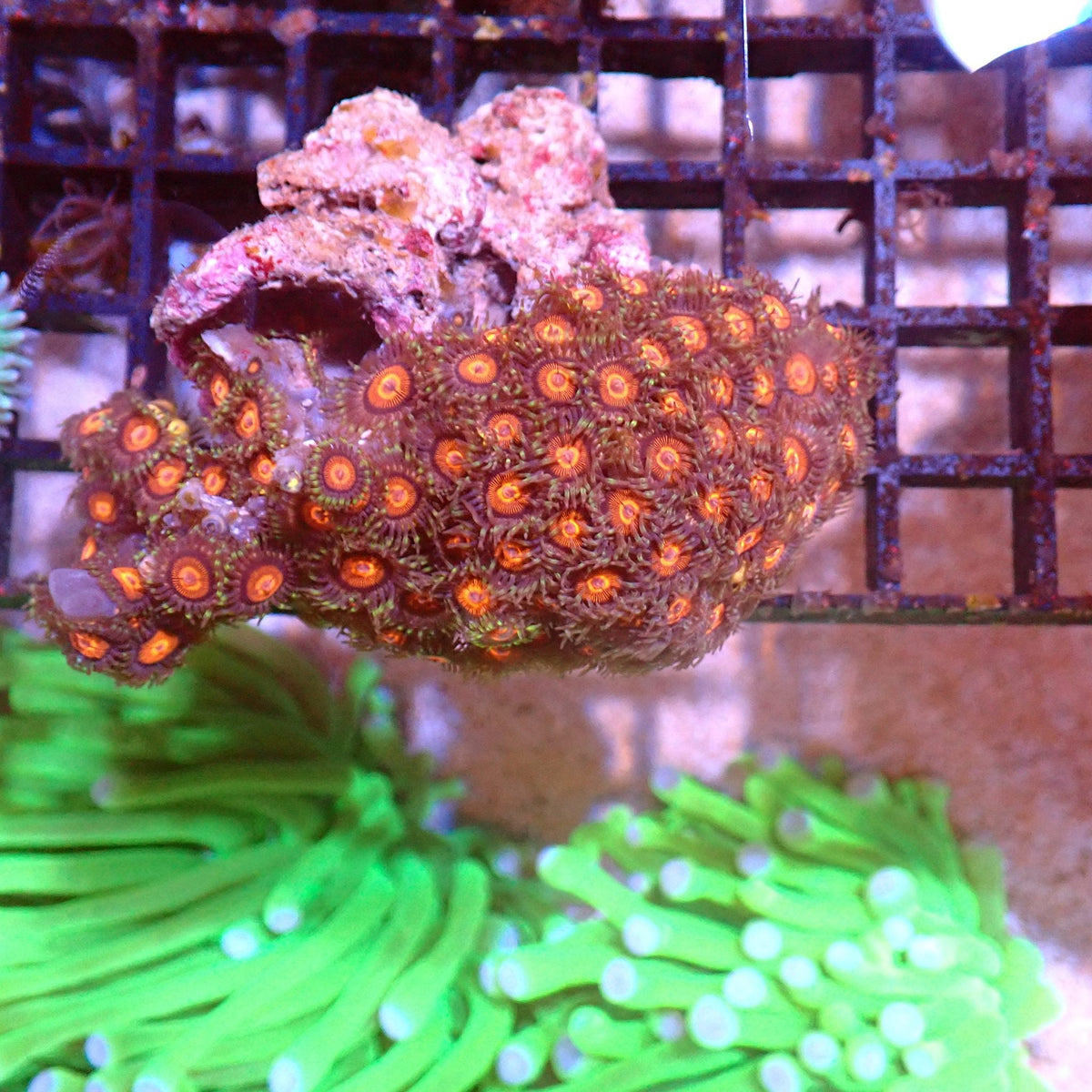 Wild Zoanthids AA001 | Zoanthus sp. — Red Sea 15K