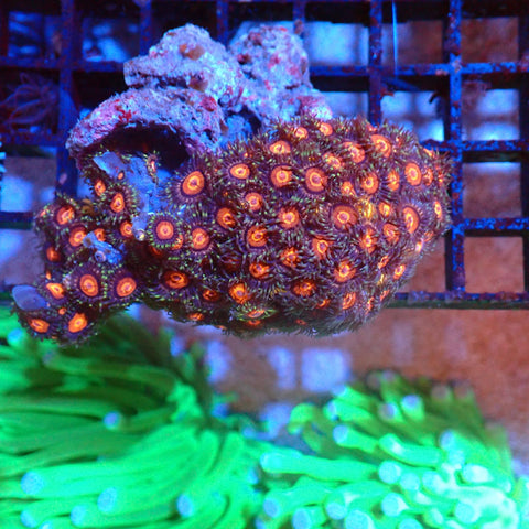 Wild Zoanthids AA001 | Zoanthus sp. — Red Sea 20K LED